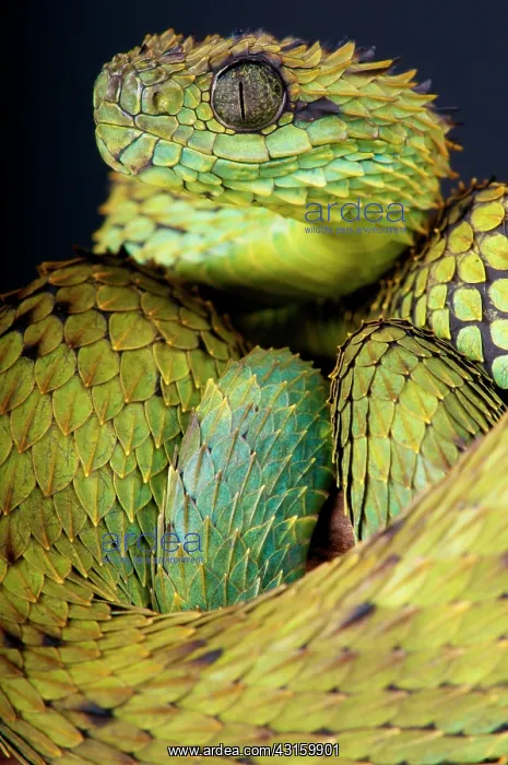 : Atheris hispida Atheris : Atheris hispida Atheris