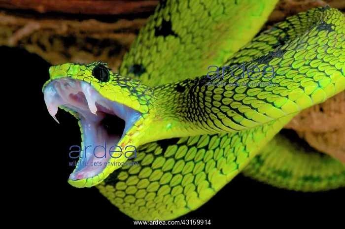 : Atheris nitschei Atheris : Atheris nitschei Atheris