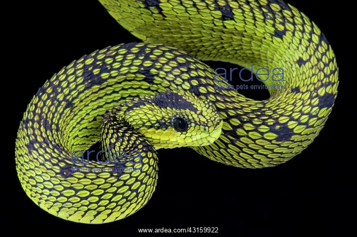 : Atheris nitschei Atheris : Atheris nitschei Atheris