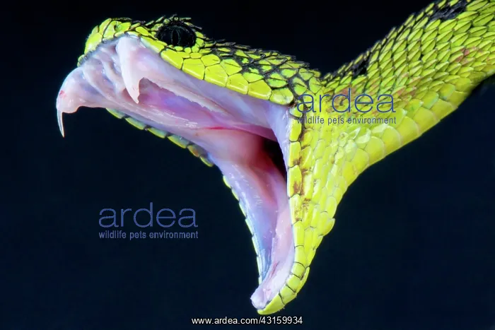 : Atheris nitschei Atheris : Atheris nitschei Atheris