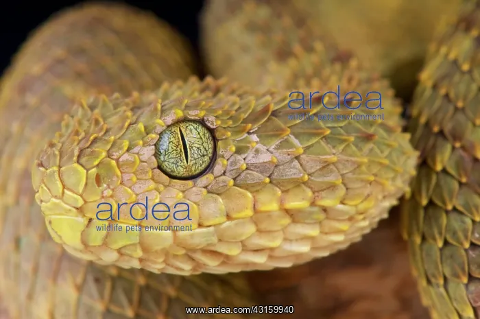: Atheris squamiger Atheris subocularis Atheris sq : Atheris squamiger Atheris subocularis Atheris sq
