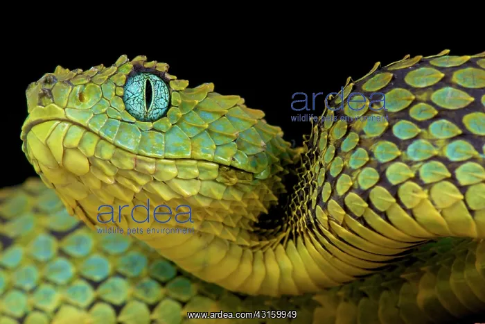 : Atheris squamiger Atheris subocularis Atheris sq : Atheris squamiger Atheris subocularis Atheris sq