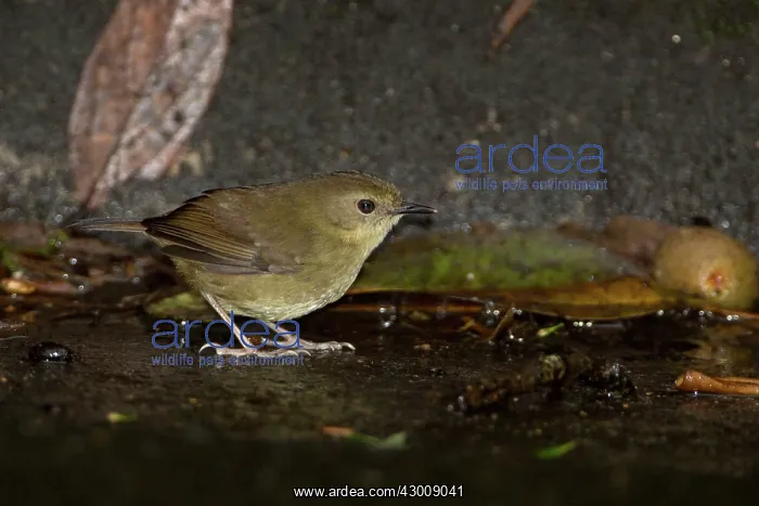 : Atherton Scrubwren : Atherton Scrubwren
