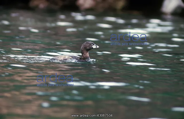 : Atitlan Giant Grebe : Atitlan Giant Grebe
