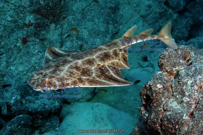 : Atlantic angelshark (Squatina squatina) swimming : Atlantic angelshark (Squatina squatina) swimming
