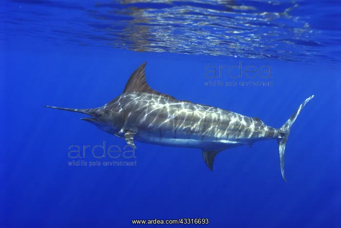 : Atlantic blue marlin (Makaira nigricans), Tenerife : Atlantic blue marlin (Makaira nigricans), Tenerife