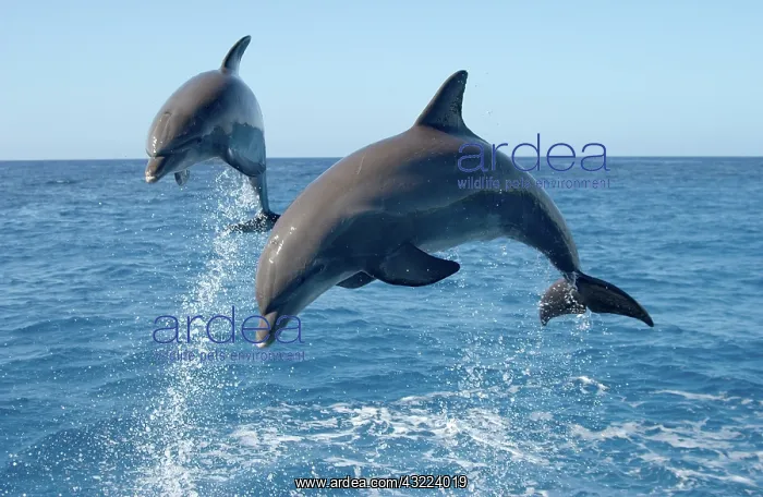 : Atlantic Bottlenose Dolphin (Tursiops truncatus) : Atlantic Bottlenose Dolphin (Tursiops truncatus)