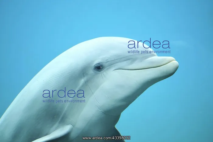 : Atlantic bottlenose dolphin (Tursiops truncatus) : Atlantic bottlenose dolphin (Tursiops truncatus)