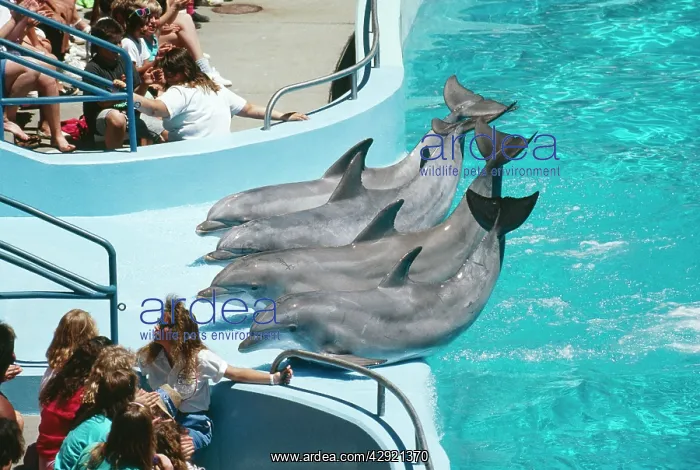 : Atlantic Bottlenosed Dolphin - Trained, performing : Atlantic Bottlenosed Dolphin - Trained, performing