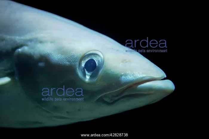  : Atlantic Cod