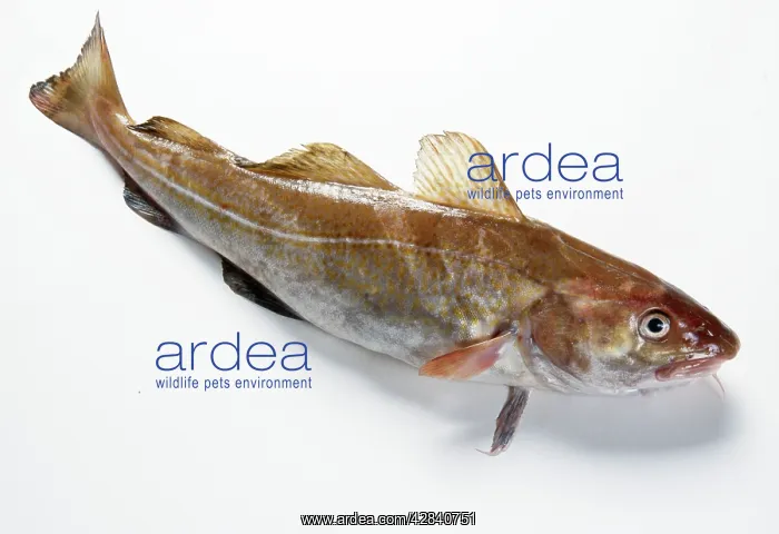: Atlantic COD : Atlantic COD