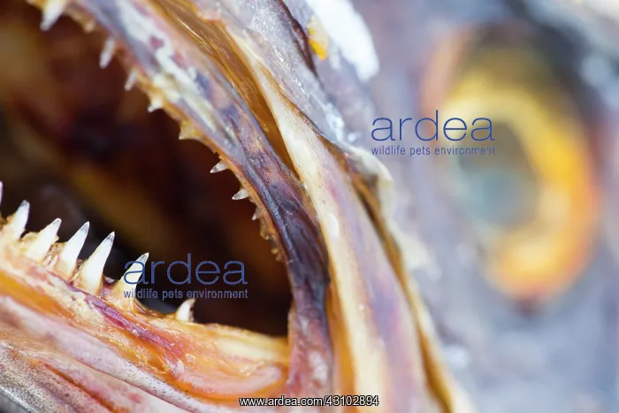 : Atlantic Cod : Atlantic Cod