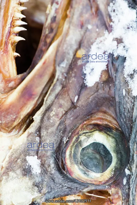 : Atlantic Cod : Atlantic Cod