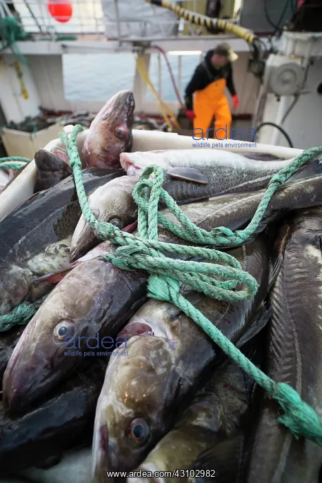 : Atlantic Cod : Atlantic Cod