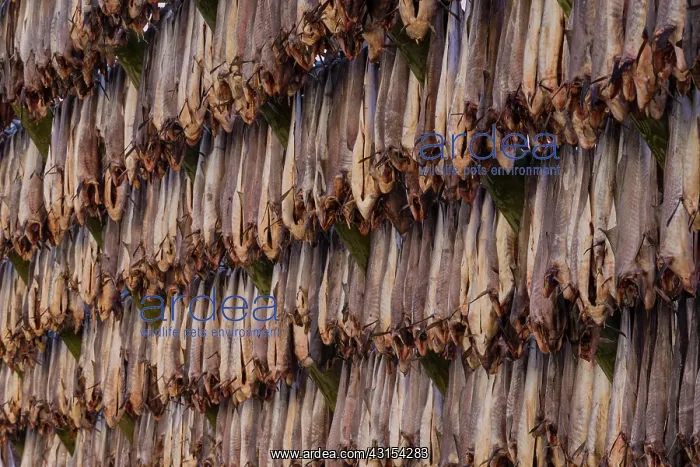 : Atlantic Cod : Atlantic Cod