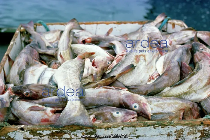 : Atlantic Cod - crate full of fish : Atlantic Cod - crate full of fish