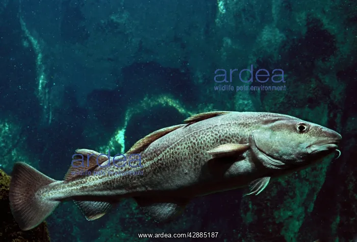 : Atlantic Cod Fish - Underwater : Atlantic Cod Fish - Underwater