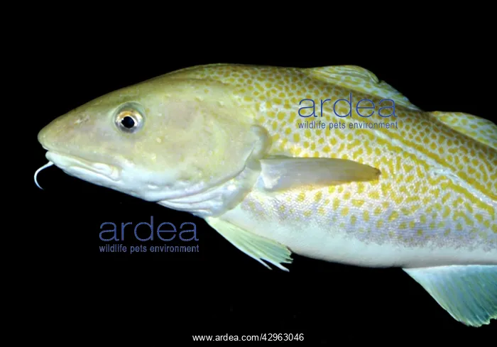 : Atlantic Cod, north Atlantic : Atlantic Cod, north Atlantic