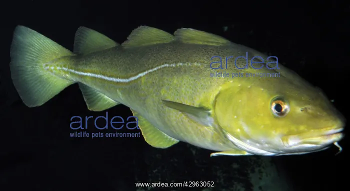 : Atlantic Cod, north Atlantic : Atlantic Cod, north Atlantic
