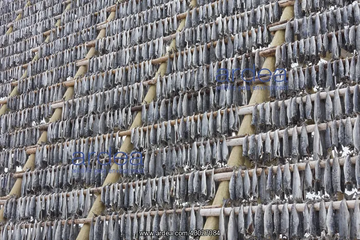 : Atlantic Cod - Stockfish on drying flake - Lofoten, Norway : Atlantic Cod - Stockfish on drying flake - Lofoten, Norway