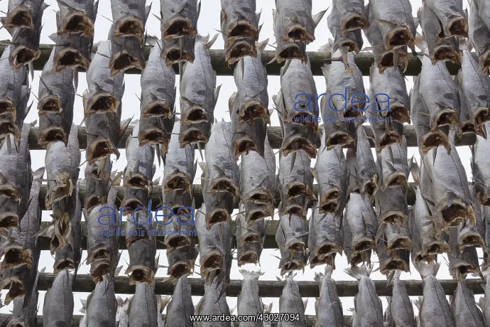 : Atlantic Cod - Stockfish on drying flake - Lofoten, Norway : Atlantic Cod - Stockfish on drying flake - Lofoten, Norway