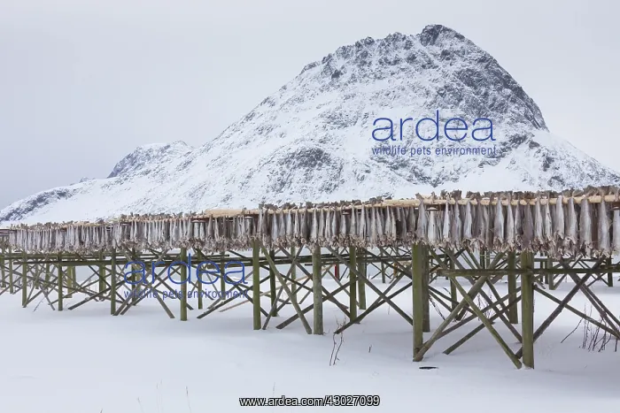 : Atlantic Cod - Stockfish on drying flake - Lofoten, Norway : Atlantic Cod - Stockfish on drying flake - Lofoten, Norway