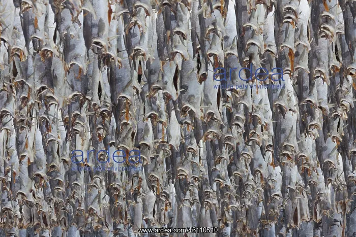  : Atlantic Cod - Stockfish on drying flake - Lofoten, Norway