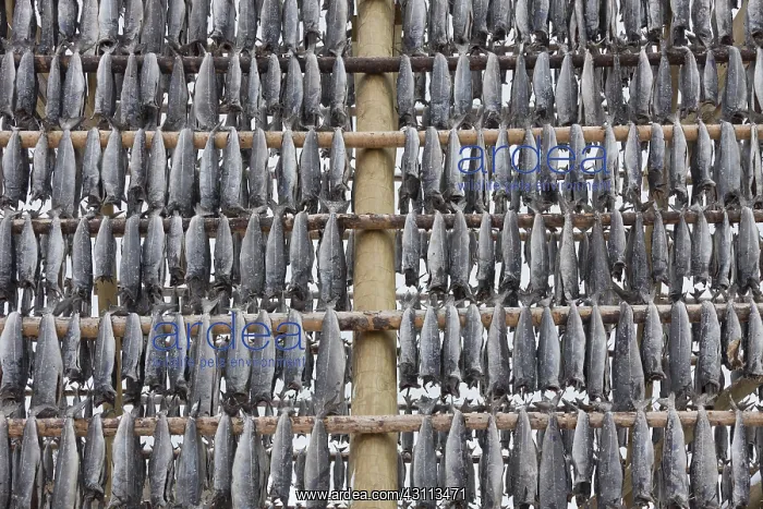 : Atlantic Cod - Stockfish on drying flake - Lofoten, Norway : Atlantic Cod - Stockfish on drying flake - Lofoten, Norway