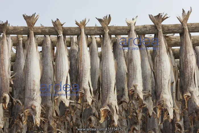: Atlantic Cod - Stockfish on drying flake - Lofoten, Norway : Atlantic Cod - Stockfish on drying flake - Lofoten, Norway