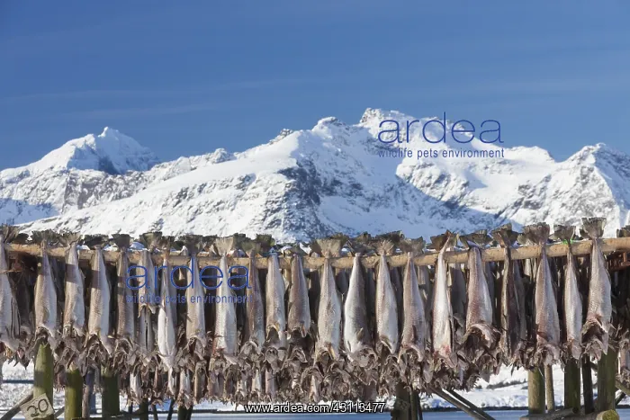 : Atlantic Cod - Stockfish on drying flake - Lofoten, Norway : Atlantic Cod - Stockfish on drying flake - Lofoten, Norway