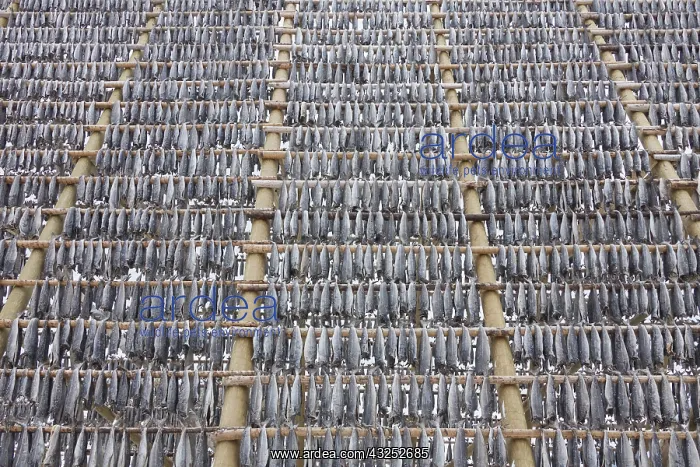 : Atlantic Cod - Stockfish on drying flake - Lofoten, Norway : Atlantic Cod - Stockfish on drying flake - Lofoten, Norway
