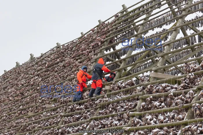: Atlantic Cod - Stockfish on drying flake - Lofoten, Norway : Atlantic Cod - Stockfish on drying flake - Lofoten, Norway