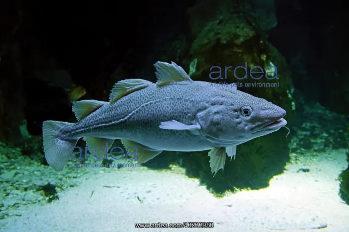 : Atlantic codfish (Gadus morhua) in the Ozeaneum : Atlantic codfish (Gadus morhua) in the Ozeaneum