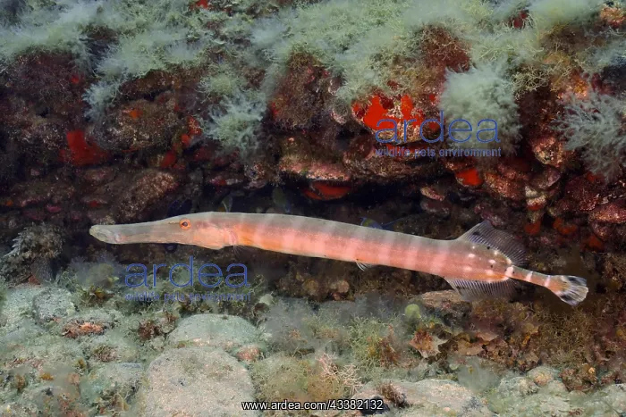 : Atlantic cornetfish (Aulostomus strigosus), Pasito : Atlantic cornetfish (Aulostomus strigosus), Pasito