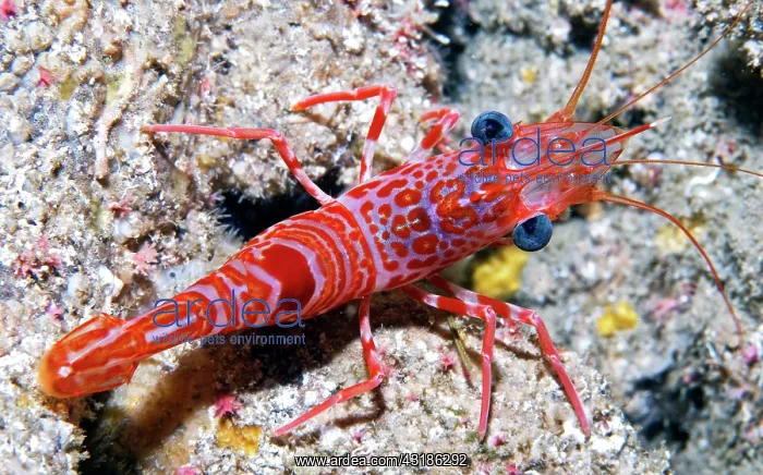 : Atlantic dancing shrimp (Cinetorhynchus rigens) : Atlantic dancing shrimp (Cinetorhynchus rigens)