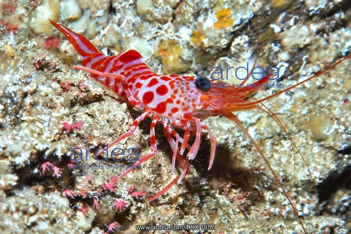 : Atlantic dancing shrimp (Cinetorhynchus rigens) : Atlantic dancing shrimp (Cinetorhynchus rigens)