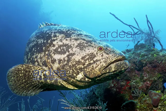 : Atlantic goliath grouper (Epinephelus itajara) or : Atlantic goliath grouper (Epinephelus itajara) or