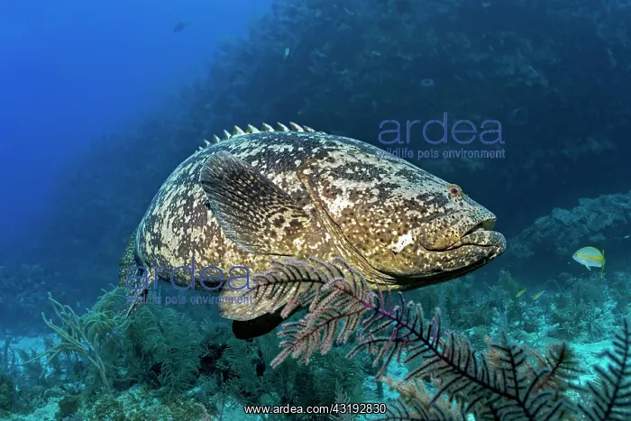 : Atlantic goliath grouper (Epinephelus itajara) or : Atlantic goliath grouper (Epinephelus itajara) or