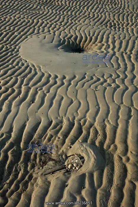 : Atlantic horseshoe crab and, the crabs are coming asho : Atlantic horseshoe crab and, the crabs are coming asho