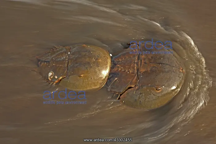 : Atlantic Horseshoe Crab - coming ashore to breed : Atlantic Horseshoe Crab - coming ashore to breed