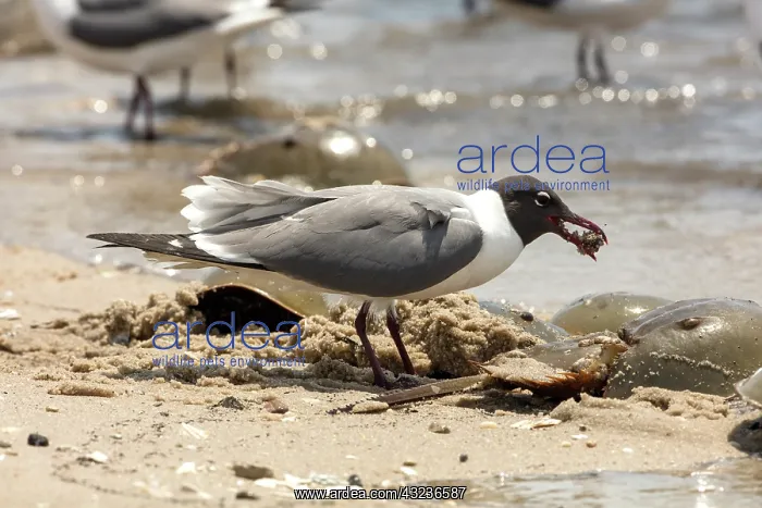 : atlantic horseshoe crab and laughing gull (leucophaeus : atlantic horseshoe crab and laughing gull (leucophaeus