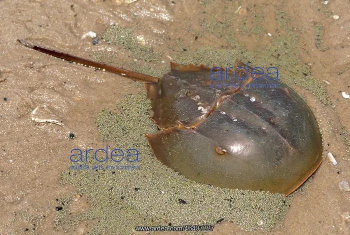 : Atlantic Horseshoe Crab - laying eggs : Atlantic Horseshoe Crab - laying eggs