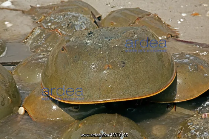 : Atlantic Horseshoe Crab marine chelicerate : Atlantic Horseshoe Crab marine chelicerate