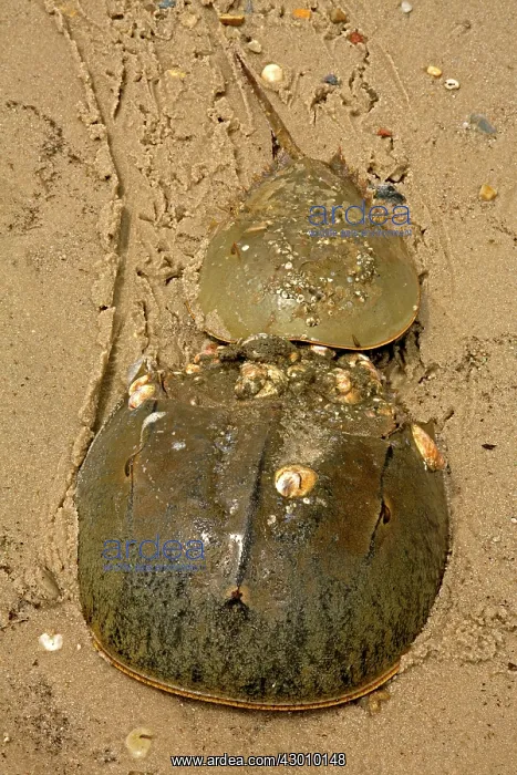 : Atlantic Horseshoe Crab marine chelicerate : Atlantic Horseshoe Crab marine chelicerate