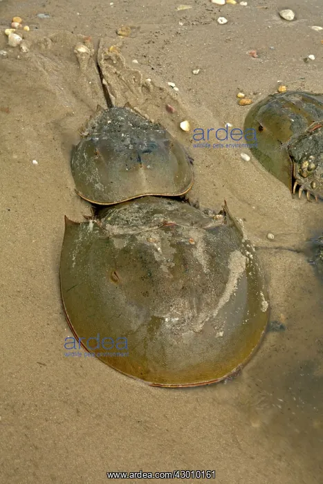 : Atlantic Horseshoe Crab marine chelicerate : Atlantic Horseshoe Crab marine chelicerate