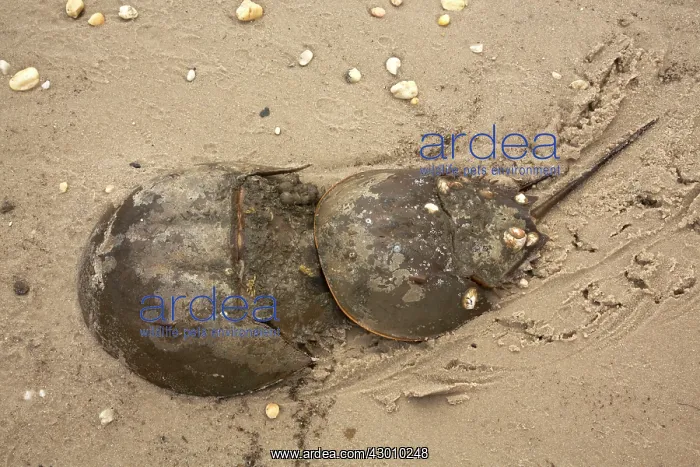 : Atlantic Horseshoe Crab marine chelicerate : Atlantic Horseshoe Crab marine chelicerate