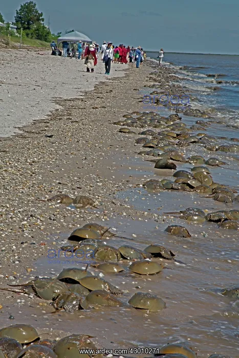 : Atlantic Horseshoe Crab marine chelicerate : Atlantic Horseshoe Crab marine chelicerate