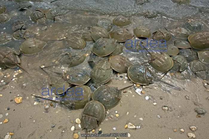: Atlantic Horseshoe Crab marine chelicerate : Atlantic Horseshoe Crab marine chelicerate