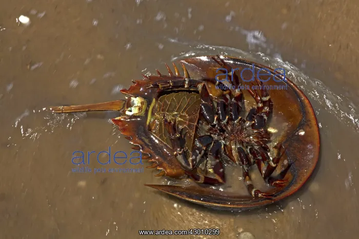 : Atlantic Horseshoe Crab marine chelicerate arthropod : Atlantic Horseshoe Crab marine chelicerate arthropod
