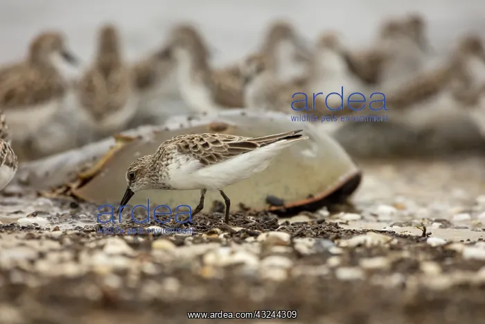 : Atlantic horseshoe crab and semipalmated sandpipers, th : Atlantic horseshoe crab and semipalmated sandpipers, th